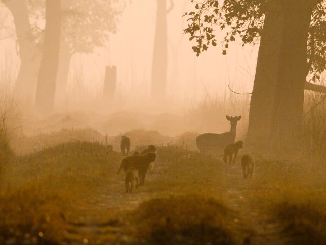 Nepal’s Wildest Adventure — Bardia National Park
