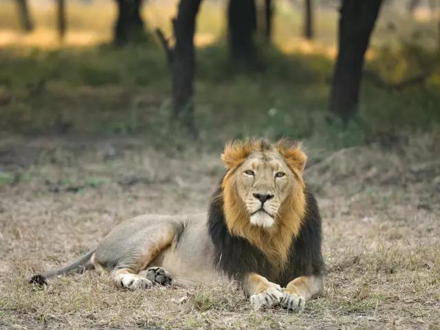 GO ON A GAME DRIVE THROUGH GIR NATIONAL PARK