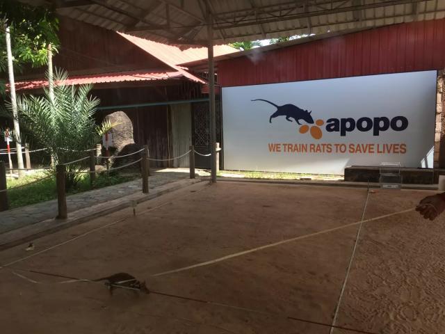 DEMINING CAMBODIA, ONE RAT AT A TIME