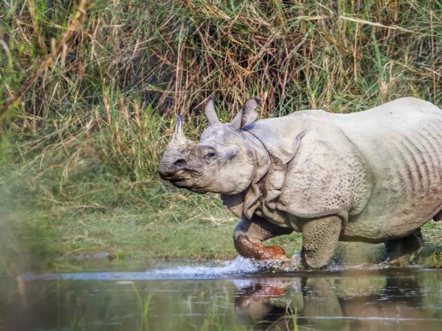 WILDLIFE IN NEPAL