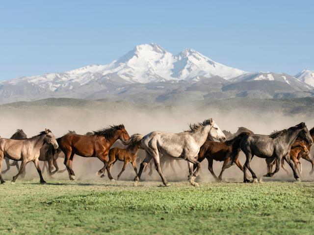 Lunar New Year: Saddle up, we’re entering the Year of the Fire Horse...