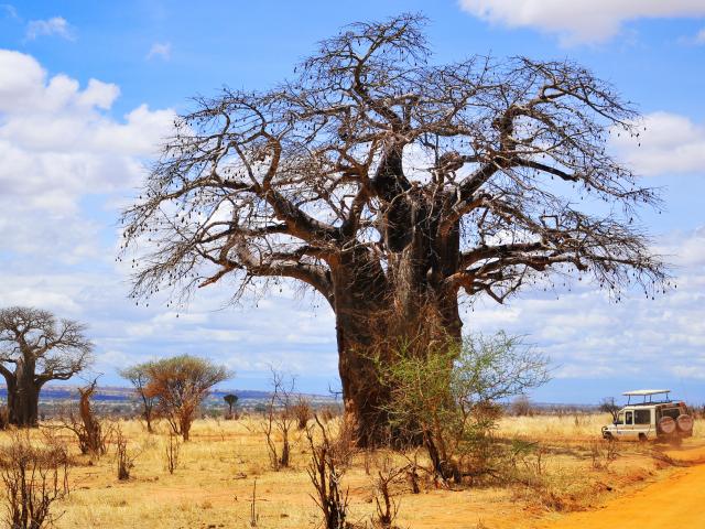 Do an epic safari combination