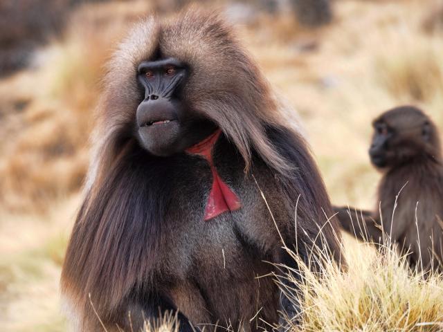 Search for gelada monkeys and ibex