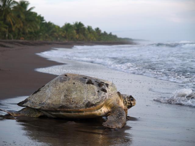 Go on a specialised turtle tour