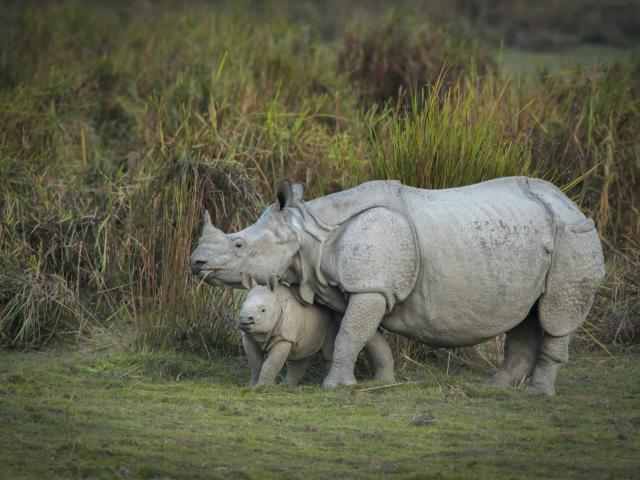 Encounter wildlife on a jeep safari