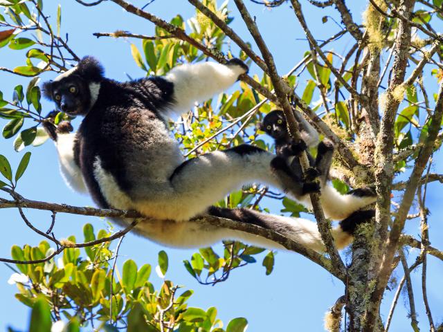 Andasibe-Mantadia National Park