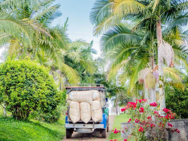 Experience a Coffee Farm Tour