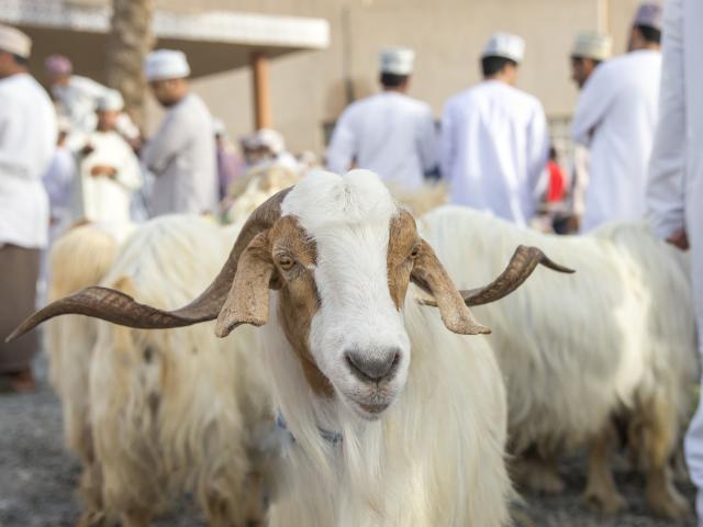 Get swept up in a cattle market