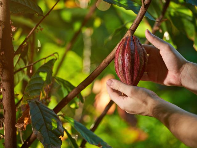 Enjoy a cooking and chocolate class