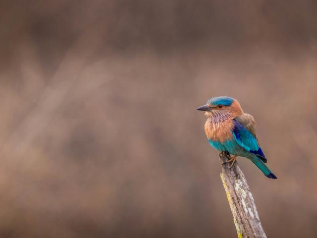 Satpura National Park Morning Walking Safari
