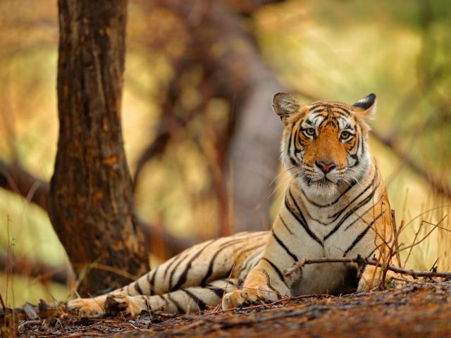 Ranthambore