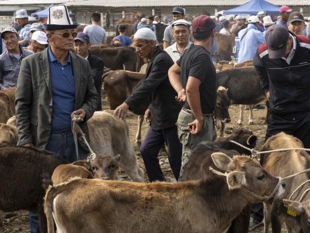 Visit the animal market