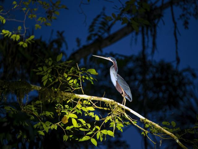Hike through the Amazon at night