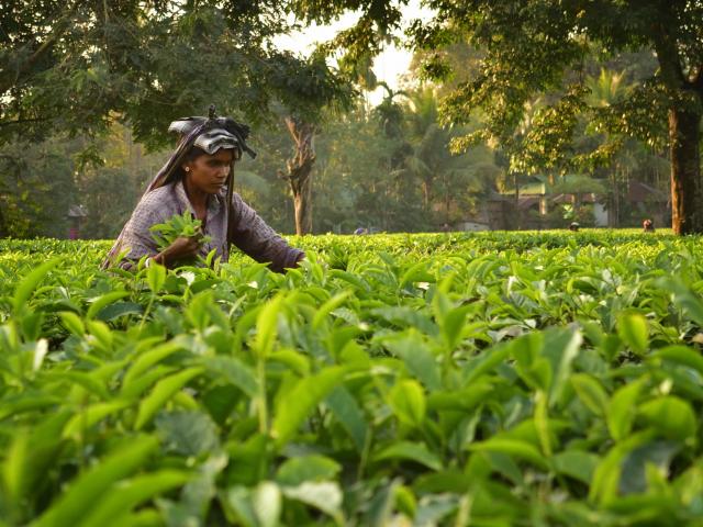 Explore the hill town of Darjeeling