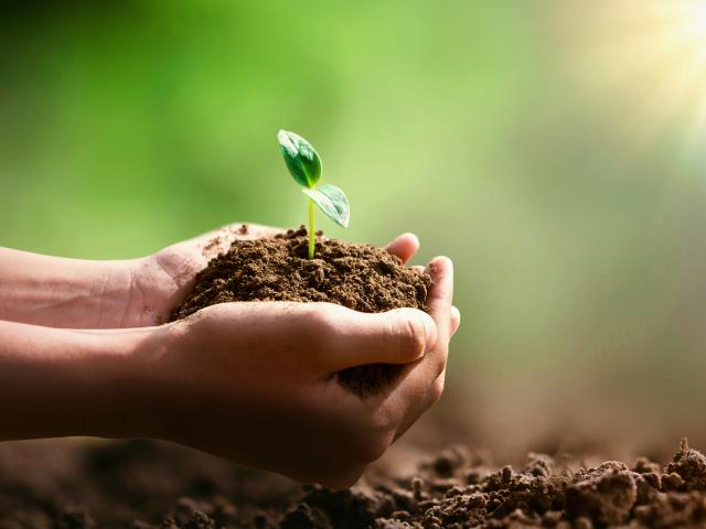 Plant a cedar tree