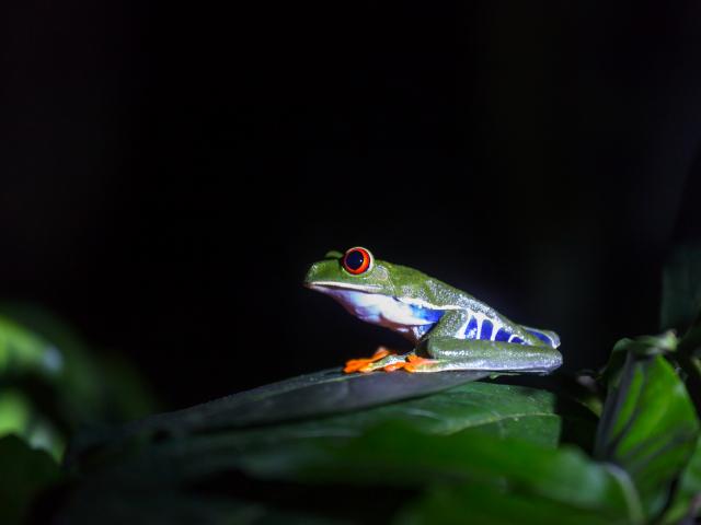 Walk in Monteverde Reserve at night