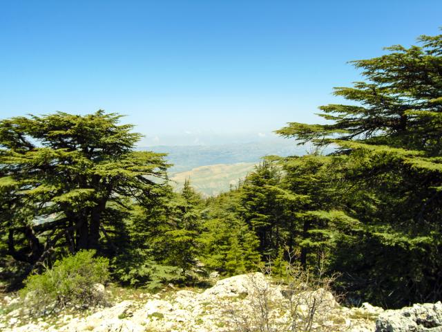 Ride through the ancient cedars