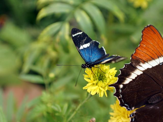 Admire cloud forest butterflies