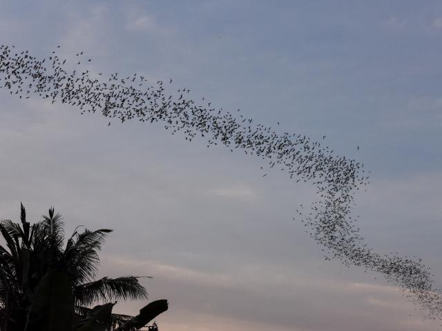 Witness Battambang's Bat Cave display