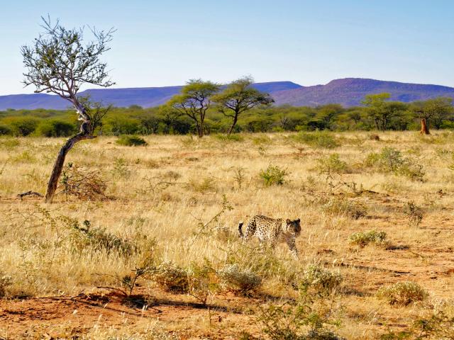 Central Highlands & Okonjima