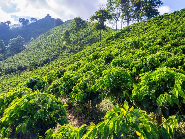 Coffee Region