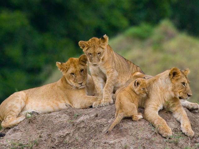 Try to spot the ‘Big Five’