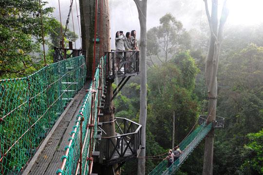 Borneo Rainforest Lodge