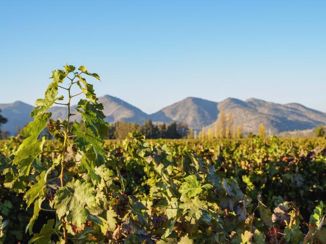 Taste Chilean Wine