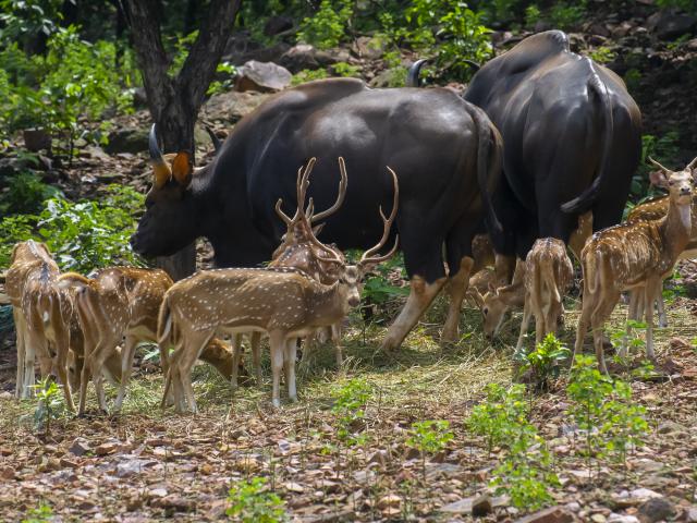 Explore Satpura National Park