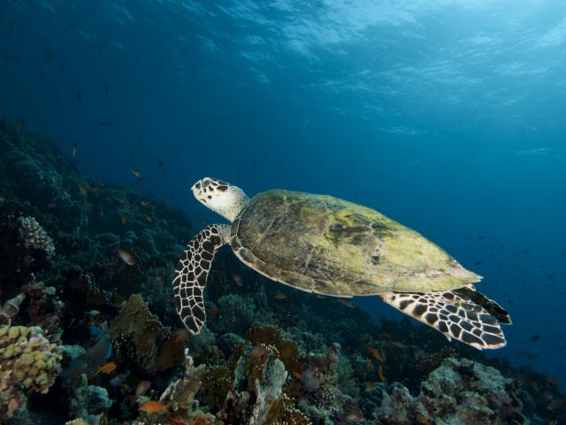 Discover an underwater paradise