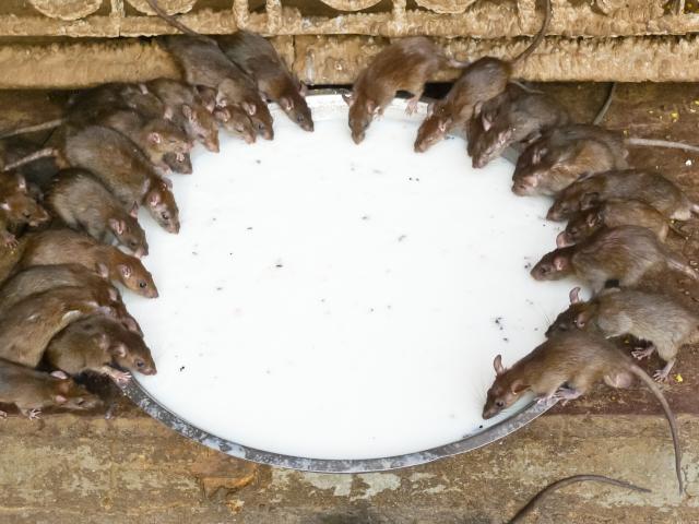Visit the rat temple