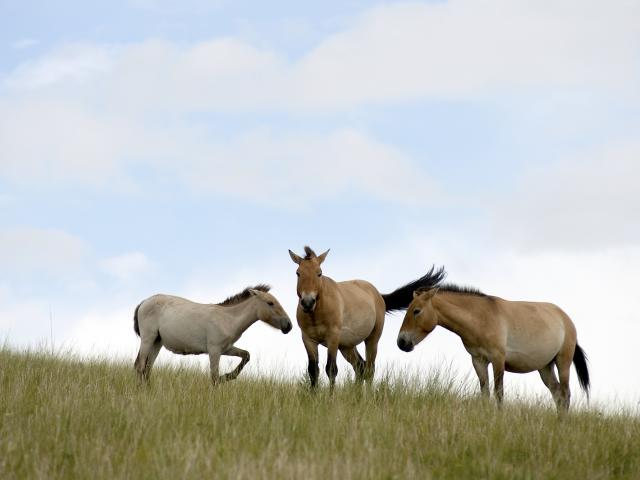 Hustai National Park