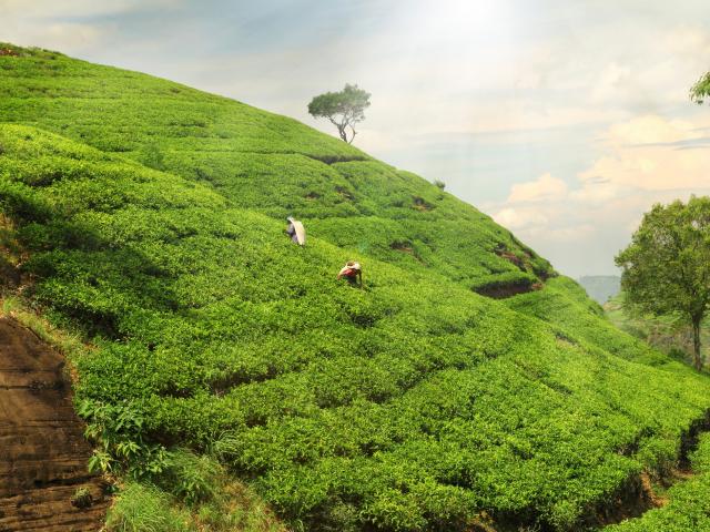 Darjeeling