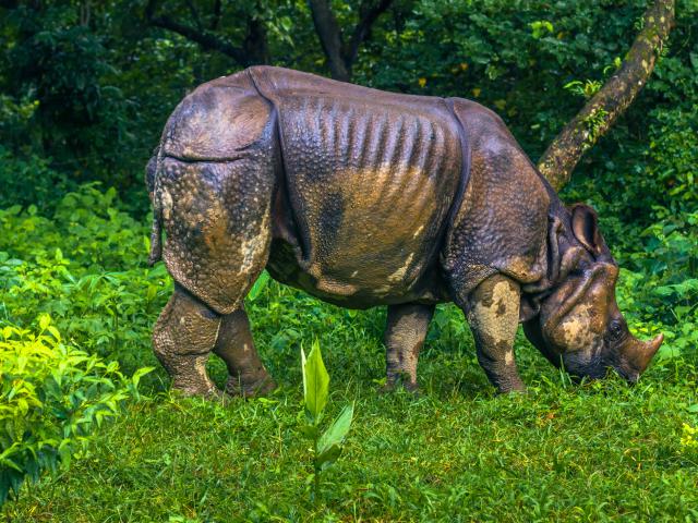 Chitwan National Park