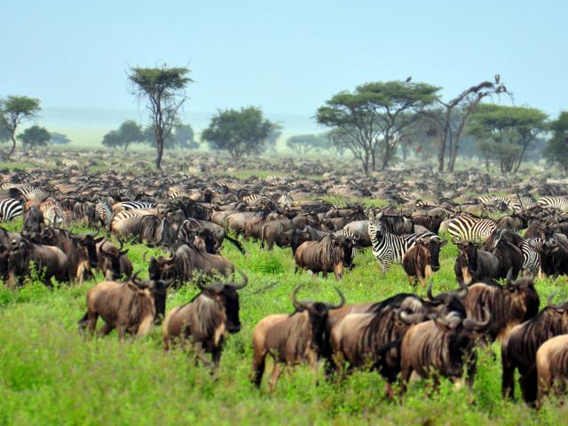 The Serengeti