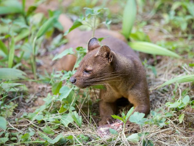 Track Madagascar's largest carnivore