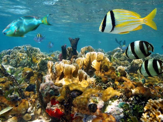 Snorkel around Caño Island
