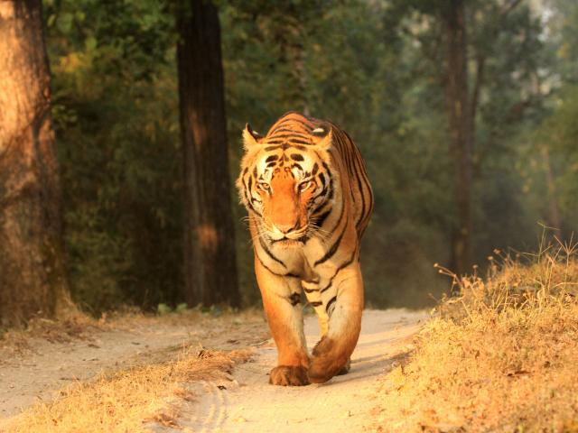 Kanha National Park