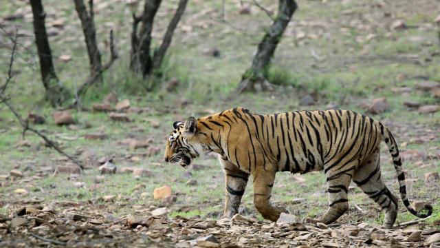 Spot a Bengal tiger on safari