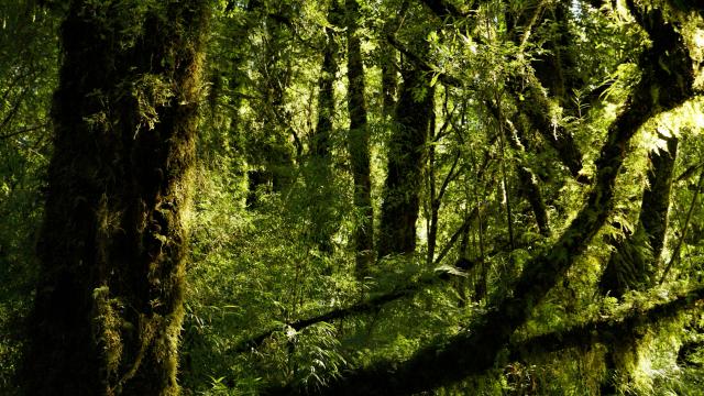 Hike in a Patagonian rainforest