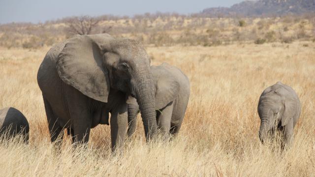 Do an epic safari combination