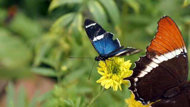 Experience a rainbow of butterflies