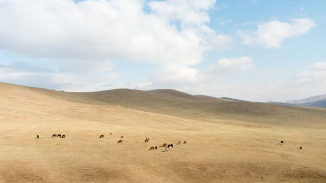 Visit the Wild Horses