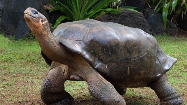 Visit the Darwin Research Station