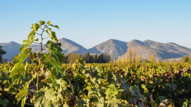 Visit a virtual Chilean vineyard