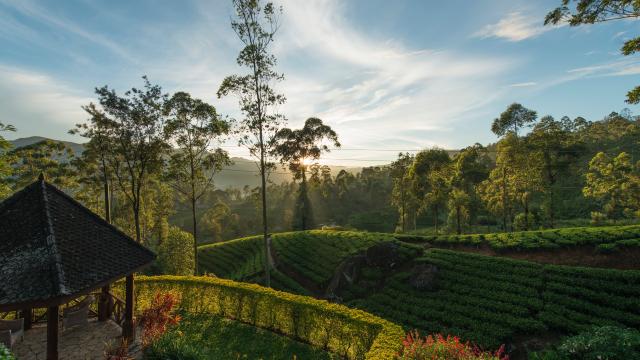 Visit a tea plantation