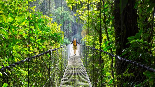 Walk the Mistico hanging bridges