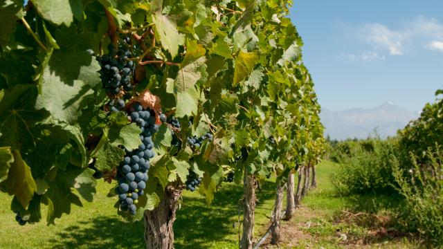 Enjoy a wine tour and tasting