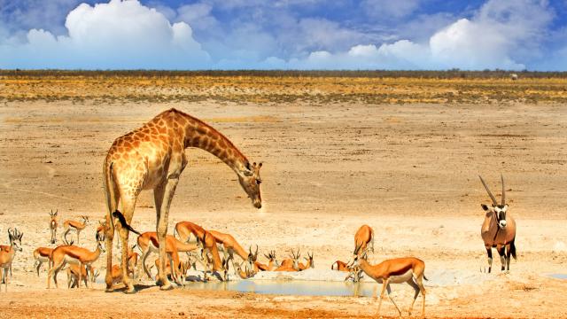 Be your own safari guide