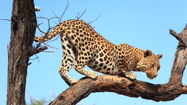 Visit the AfriCat foundation